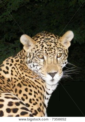 Vil jaguaren