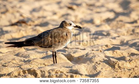 Lonely Seagull On Sandy Beach