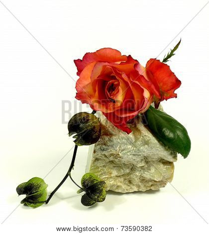 orange rose with adorn physalis