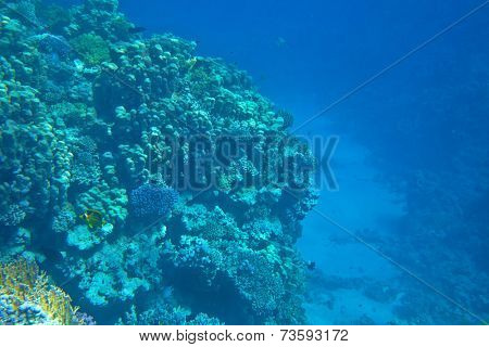 coral reef