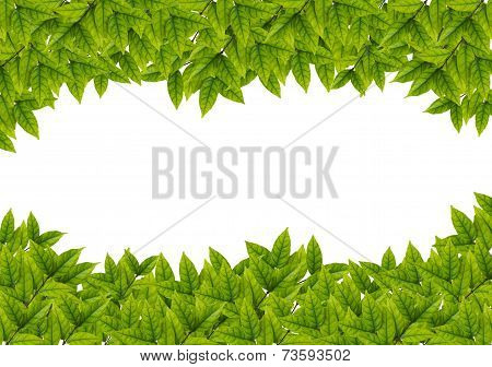 Green Leaves On White Background