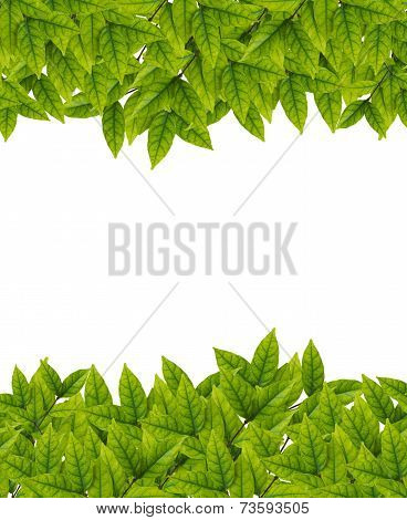 Green Leaves On White Background