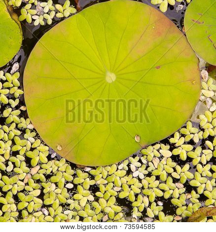 Lotus Leaf Background