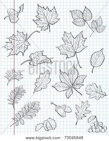 Set of autumn leaves chestnuts acorns and viburnum on a background of exercise book in a cage. black