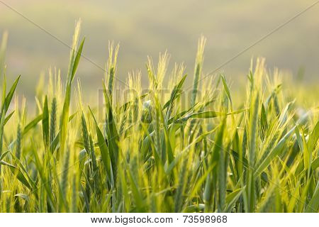 Barley Fields On A Nice Spring Day