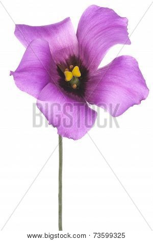 Eustoma