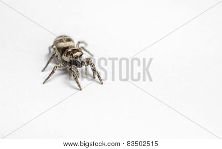 A Zebra Jumping Spider