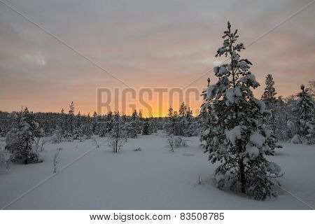 Winter Forest At Sunset
