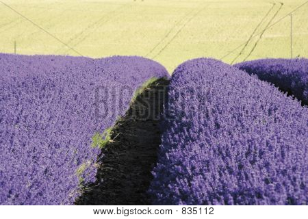 lavanda de snowshill de campos de lavanda rural el gloucester cotswolds