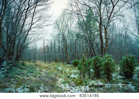 First Snow In The Forest