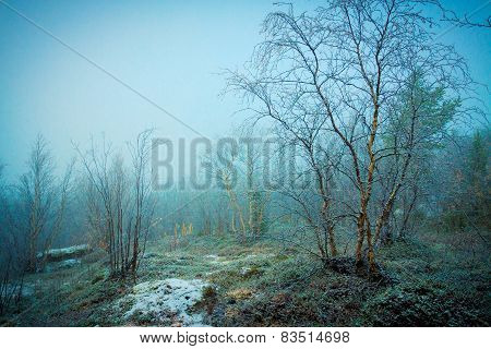 First Snow In The Forest