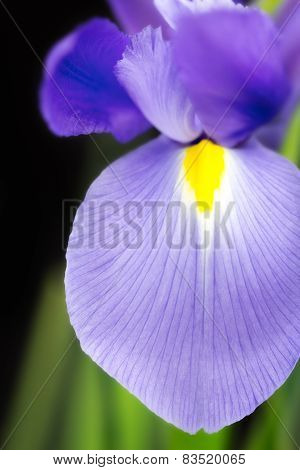 Japanese Beardless Blue Iris