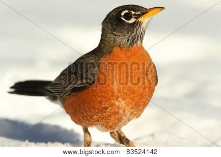 American Robin (turdus Migratorius)