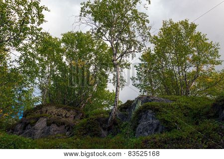 Trees Grow On The Rocks In The Tundra