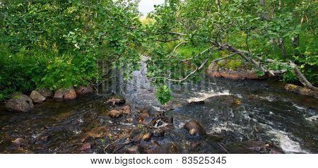 Fast Forest River