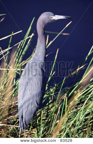 Blue Heron