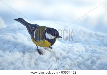 Tomtit On A Tree In Winter Forest. Parus Ater.