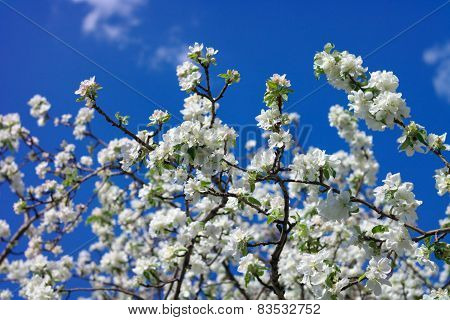 Apple Flower At Spring
