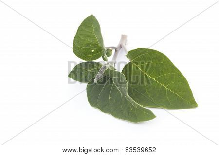 Datura inoxia branch