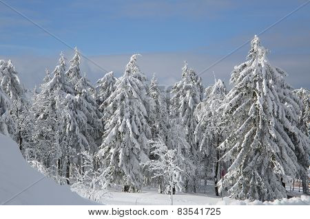 forest in winter