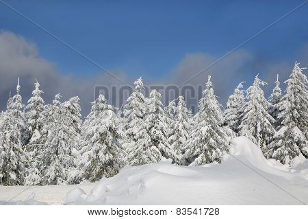 forest in winter