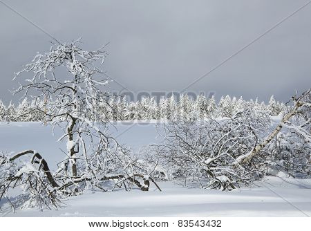 trees with snow