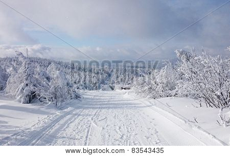 winter wonderland