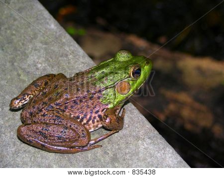 frogright
