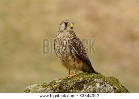 Common Kestrel (falco Tinnunculus)