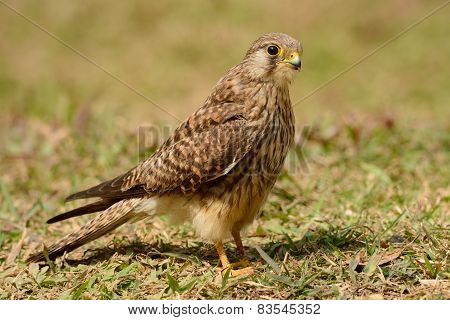 Common Kestrel (falco Tinnunculus)