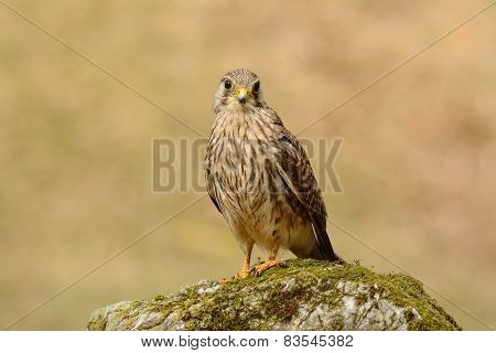 Common Kestrel (falco Tinnunculus)