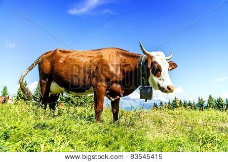 Alpine Cows