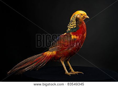 The golden pheasant