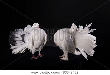 Two white pigeons