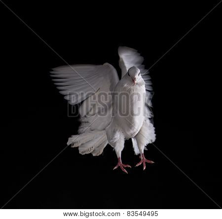 A free flying white dove