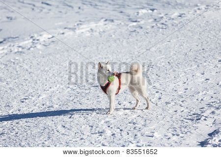 White Dog Playing Tenis Ball In Snow