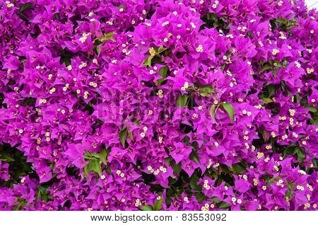Purple Flowers Background