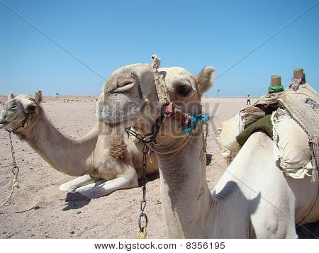 Camel