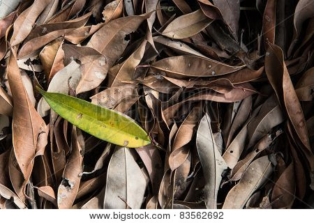 Dry Leaf