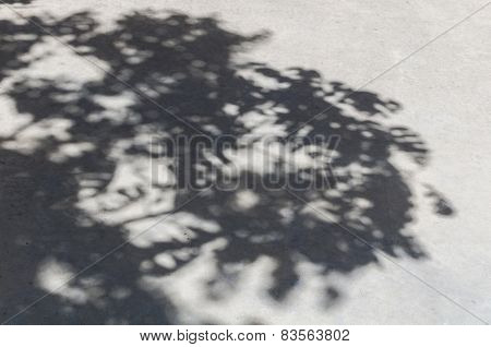 Tree Shadow On The Concrete Floor
