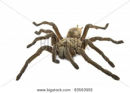 Brown Baboon Tarantula