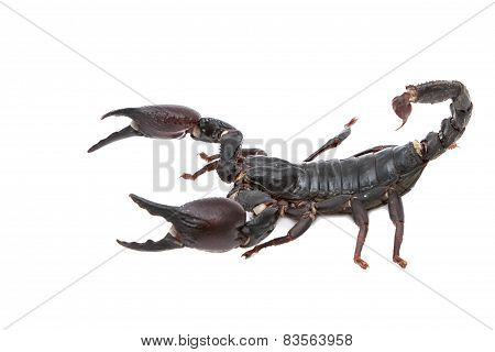 Black Scorpion In Combat Position