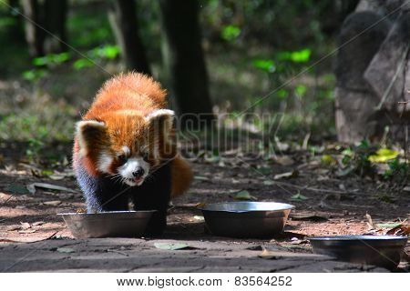 Wildlife