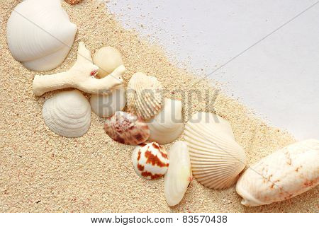 Shells on sand