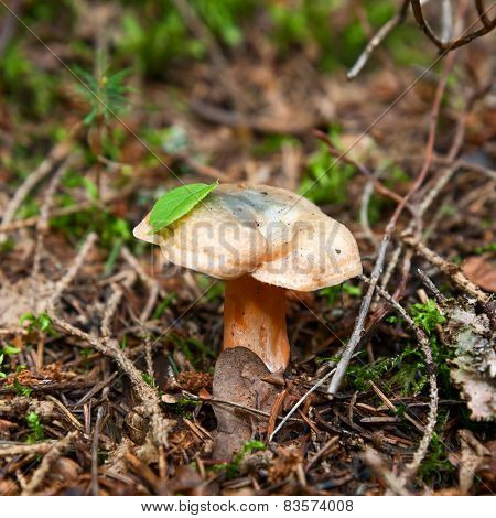Red Pine Mushroom