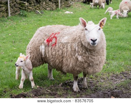 Lamb and ewe