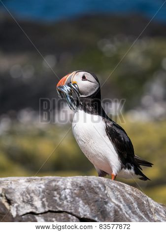 Farne Island Puffins