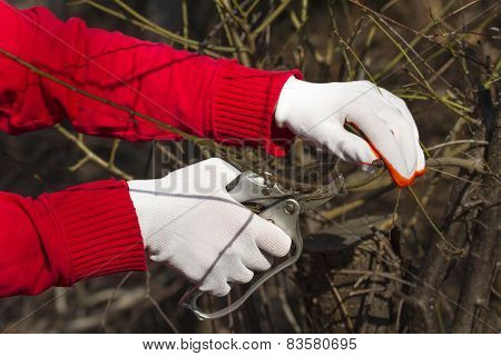 Pruning in bright gloves