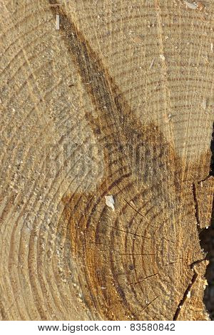 background of wood round texture