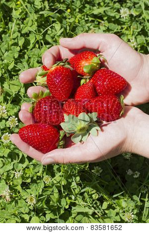 Juicy red strawberries on hand